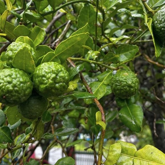 Kaffir Lime plant 3-5" tall in pot Kaffir Citrus Fruit tree - Ship all states - Picture 5 of 5